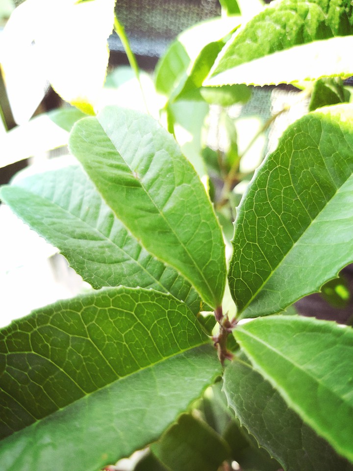 Osmanthus