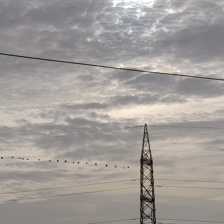 birds