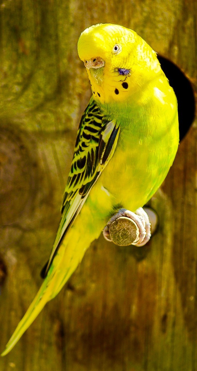 the little birdie