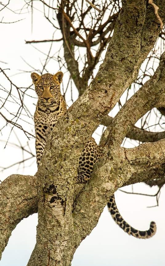 Cheetah