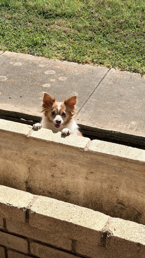 רקעים dog, vertebrate
