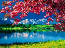 Chetry Blossom tree