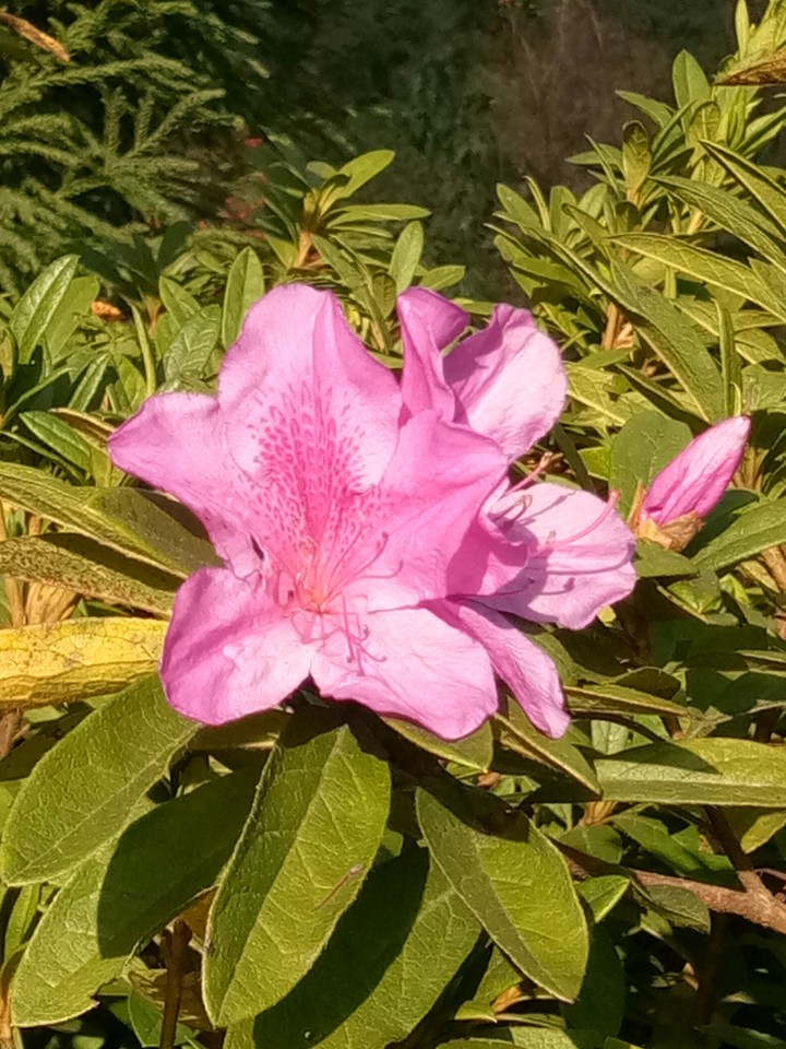 Mountain Flower