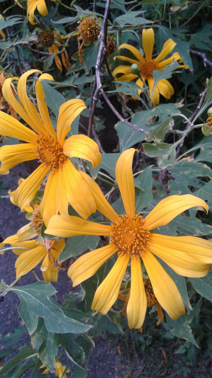 yellow flowers