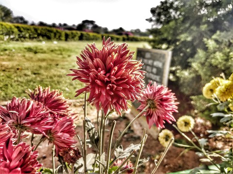 blooming flowers