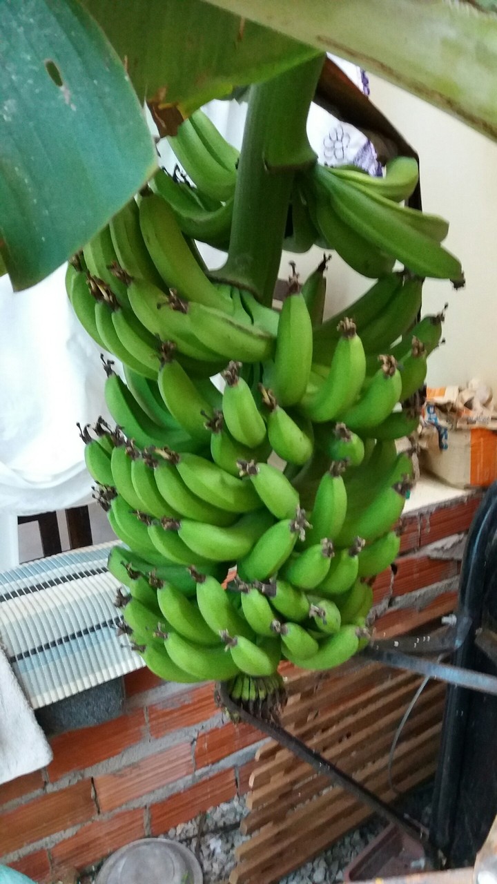 bananas