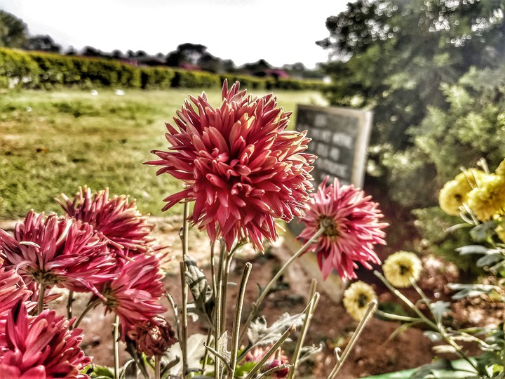 blooming flowers
