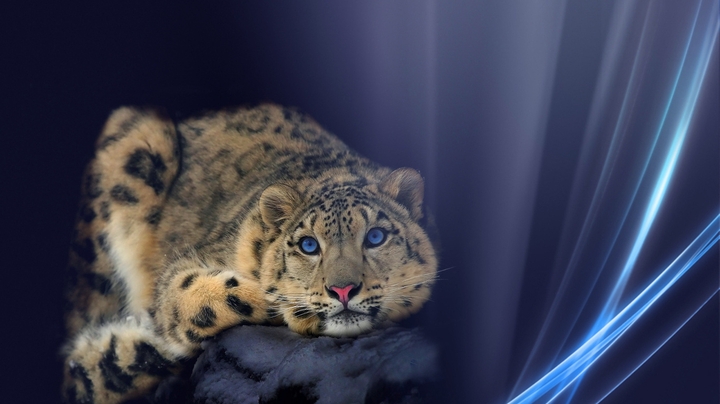 snow leopard