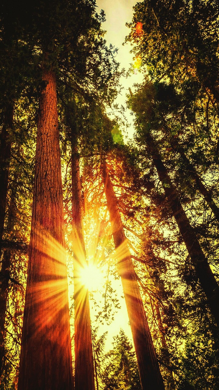 Sunset in the Forest #Peace,Beauty,Love,Patient,Silent,