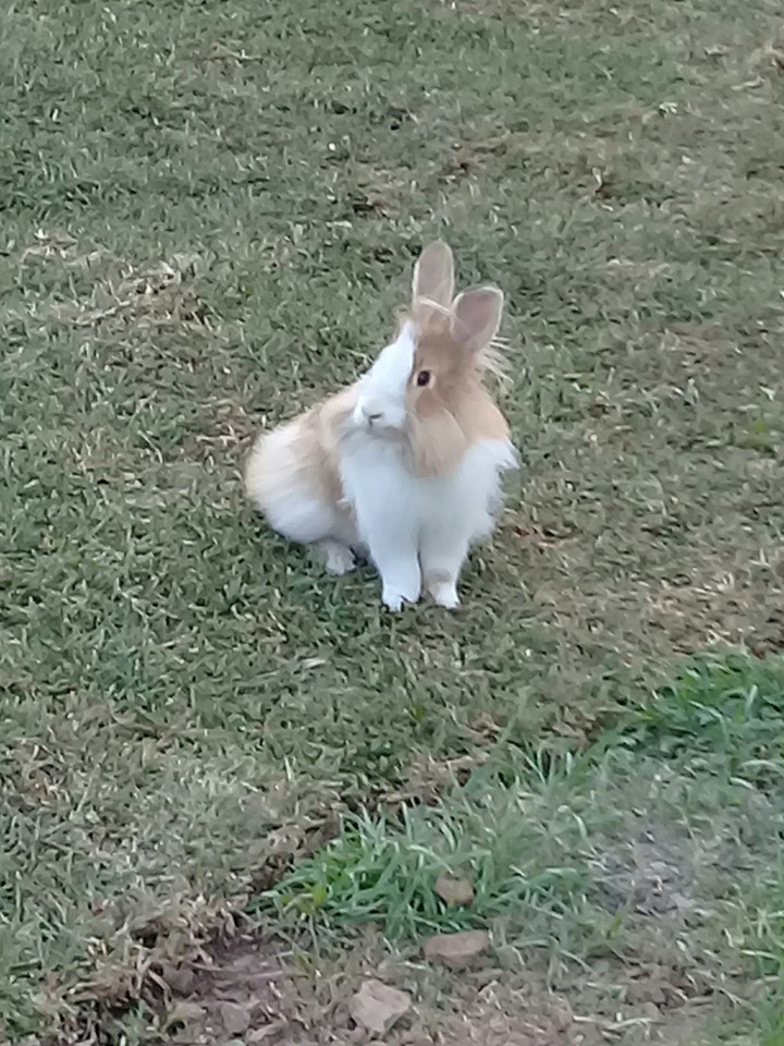 Conejo! ?