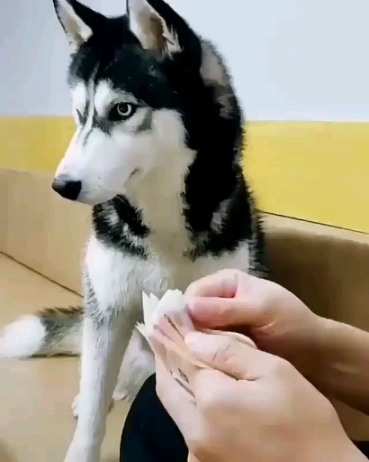 hasky