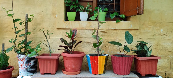 Plants
