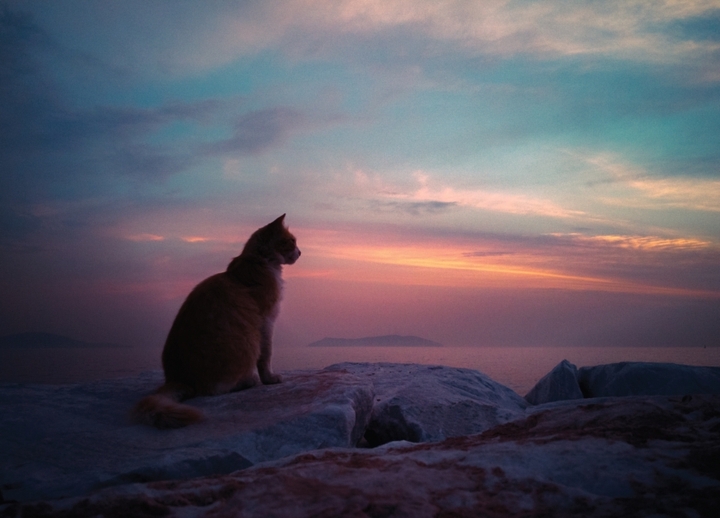 cat