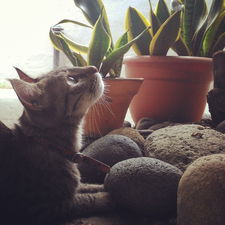Nina