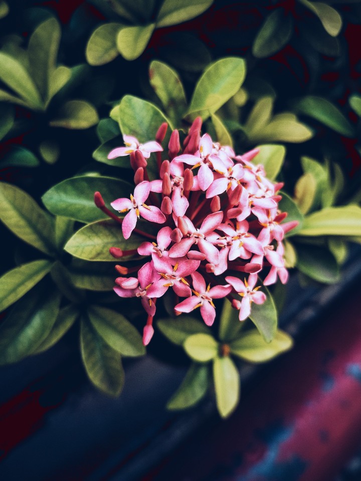 Flower