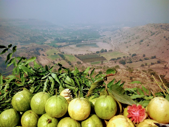 fruits