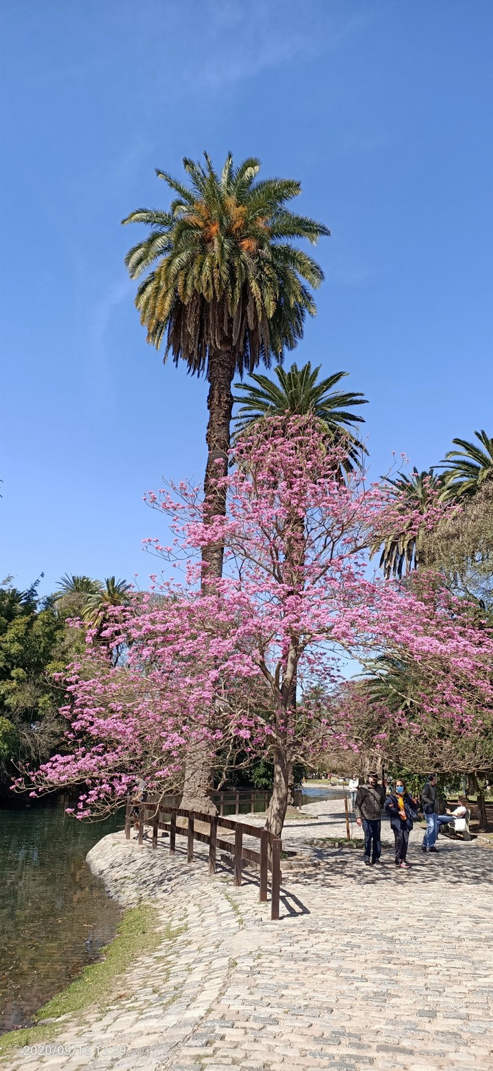 Primavera