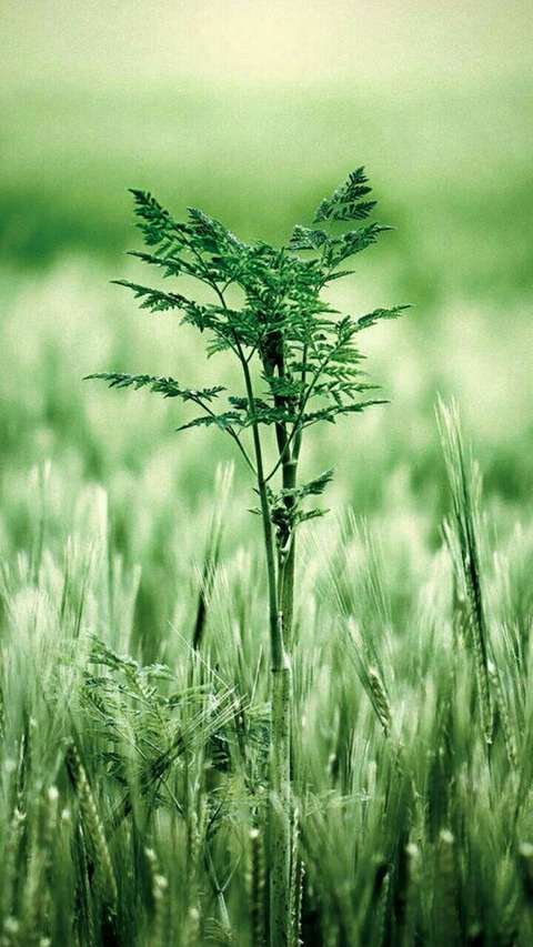 flower, teff桌布