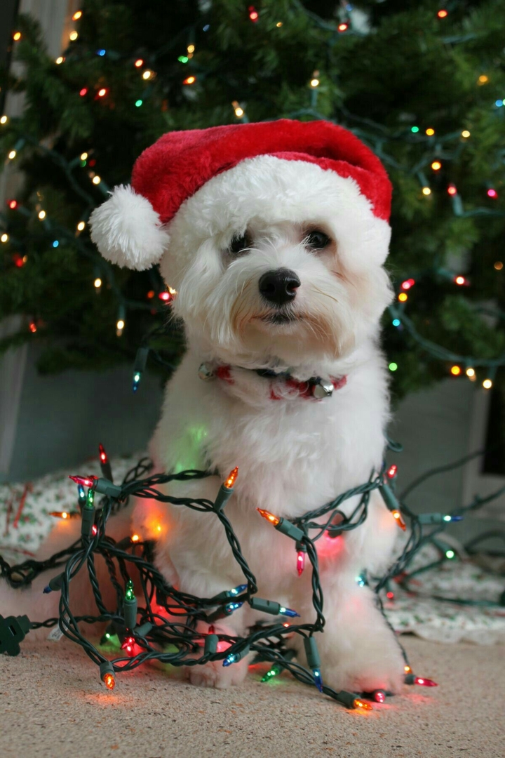 Puppy