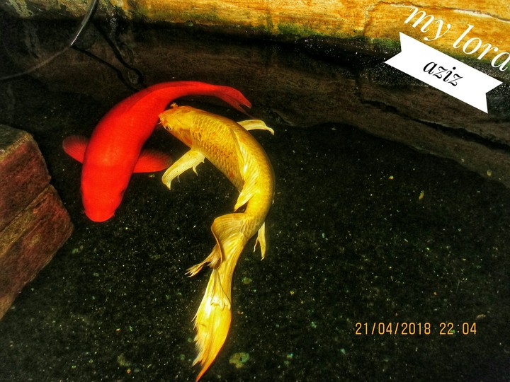 ikani koi