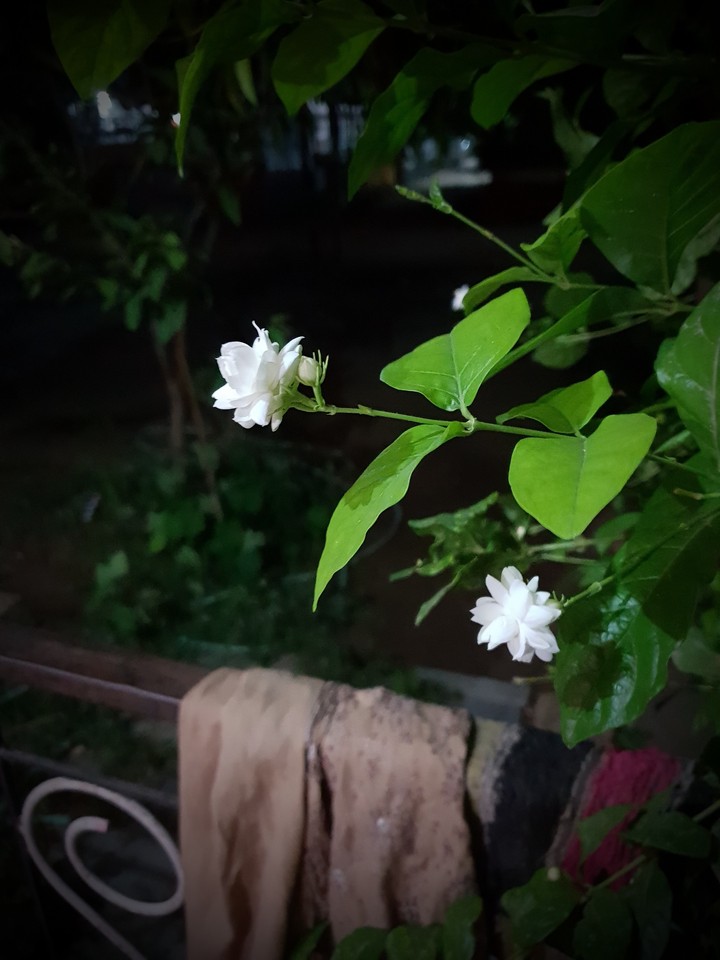night queen