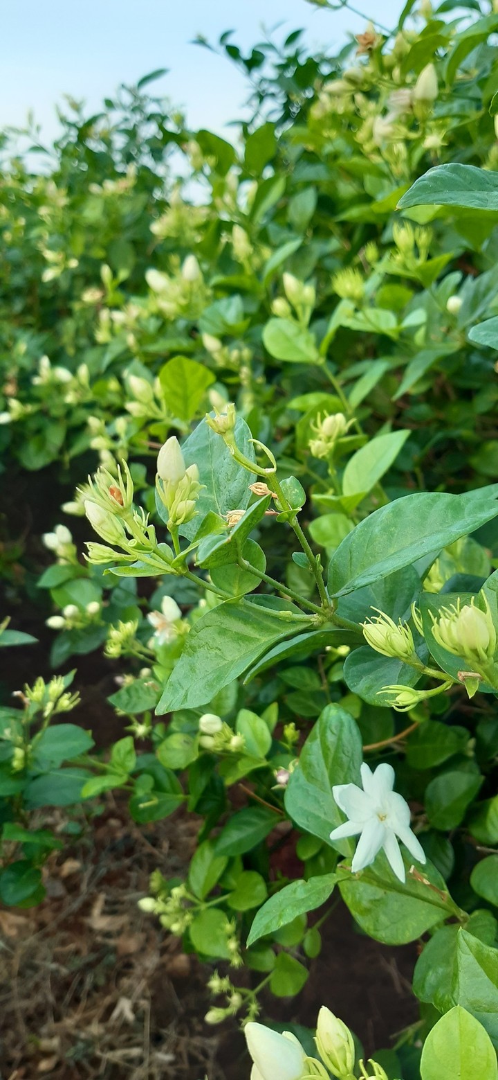 jasmine