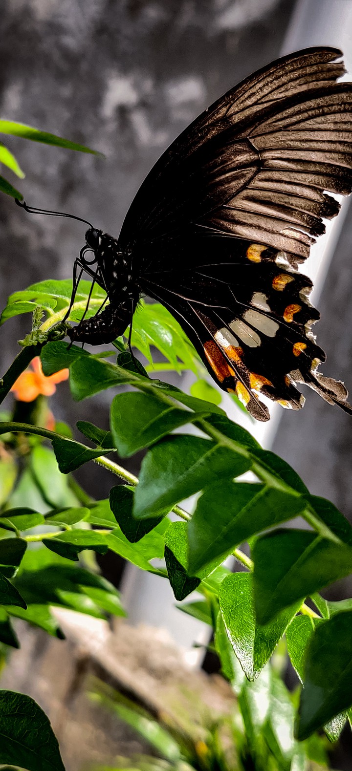 butterfly