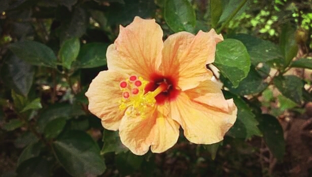 Beautiful Flower...