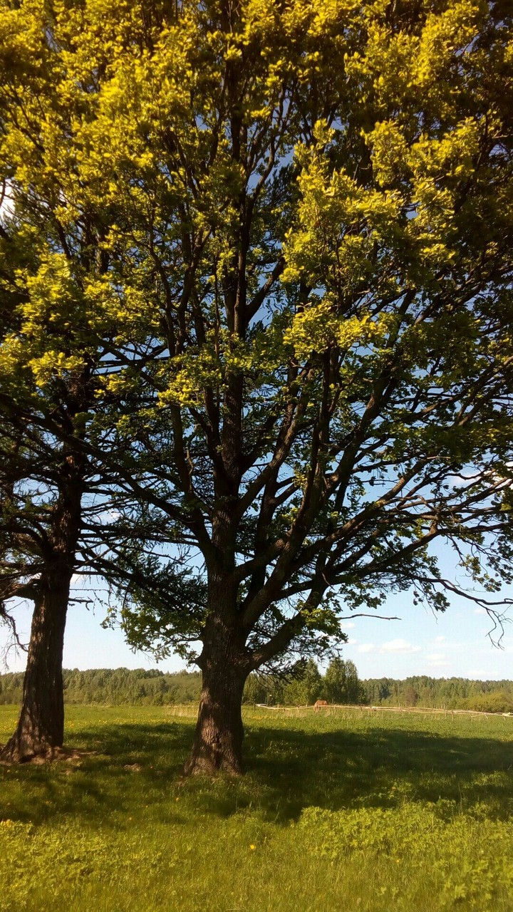 •tree