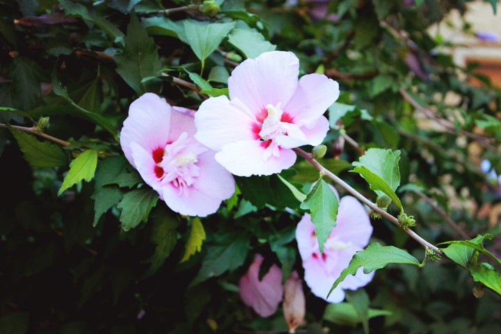 flowers