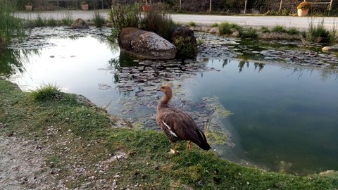 duck, Bank वॉलपेपर