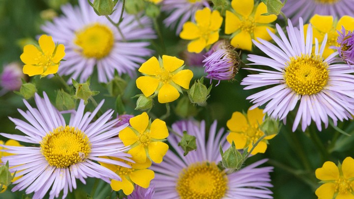 flowers