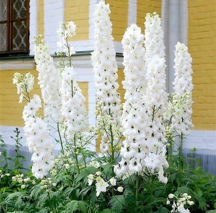 Delphinium