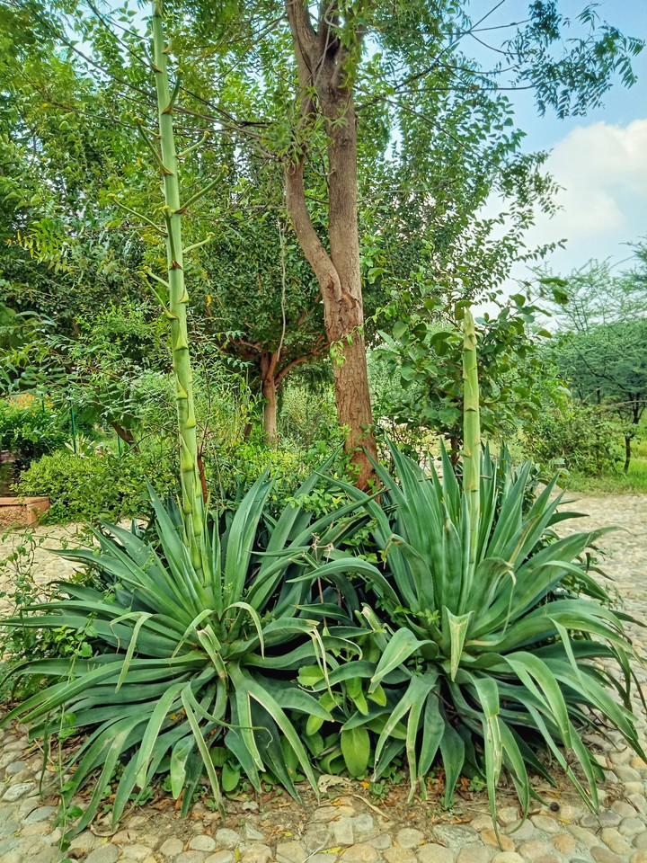 Type of tree