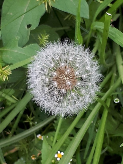 dandelion
