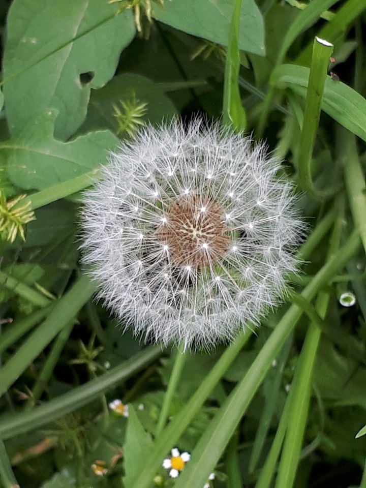 dandelion