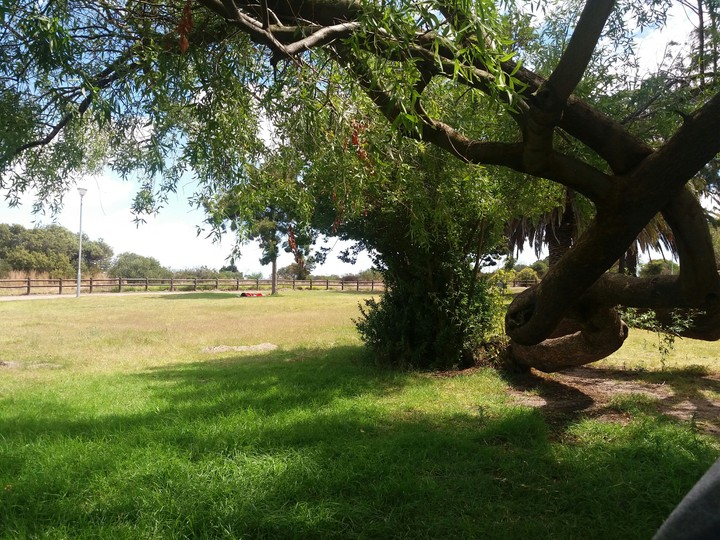 Wired tree