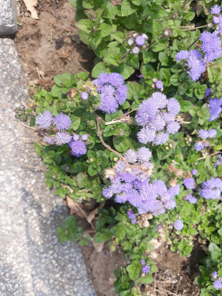 street flower