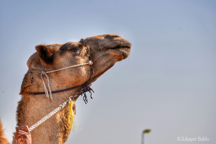 Camel