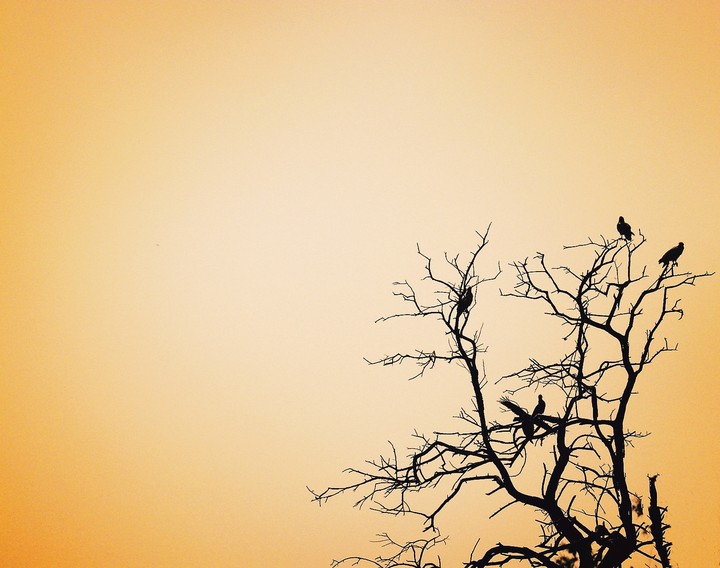 artistic real birds