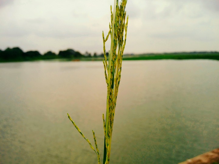 grass