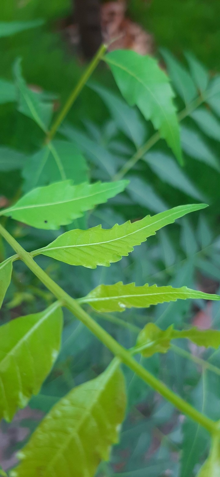 nature