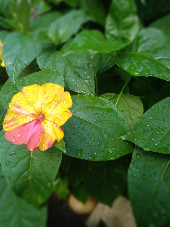 in the rain