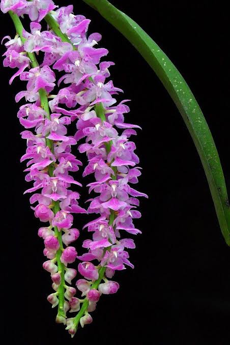 Orchid