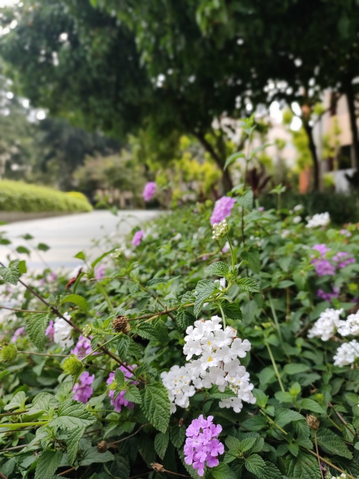 lawn