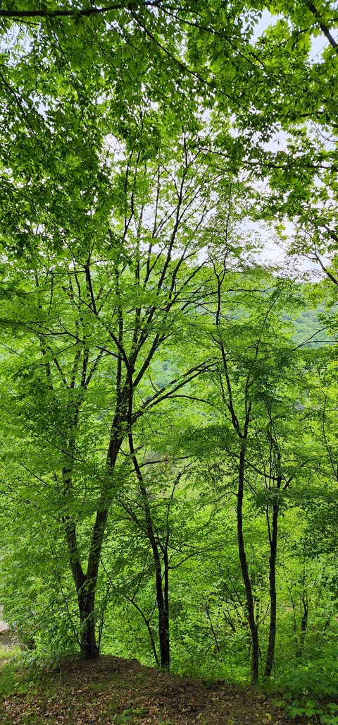 sfondi forest, trunk
