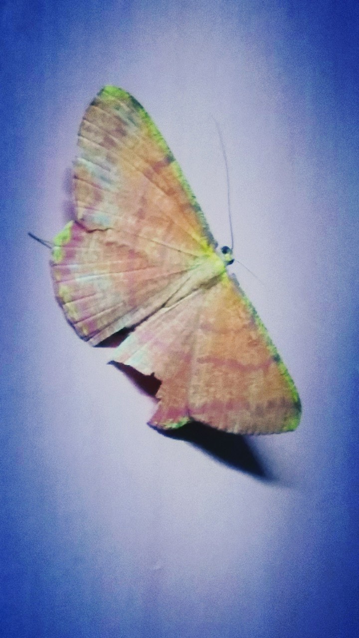 beauty