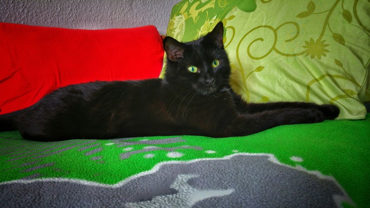 lovely cat