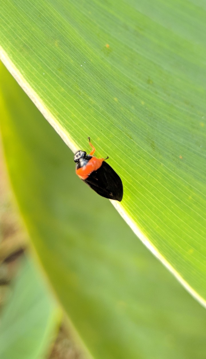leaf