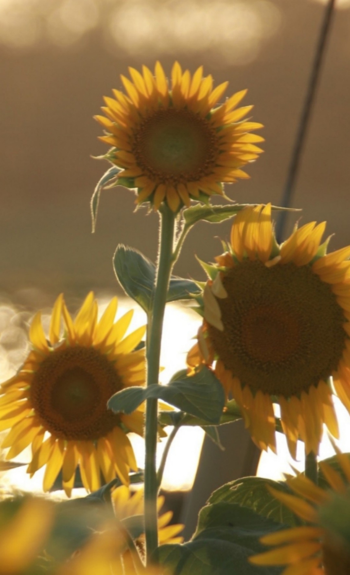 Sunflower it's me